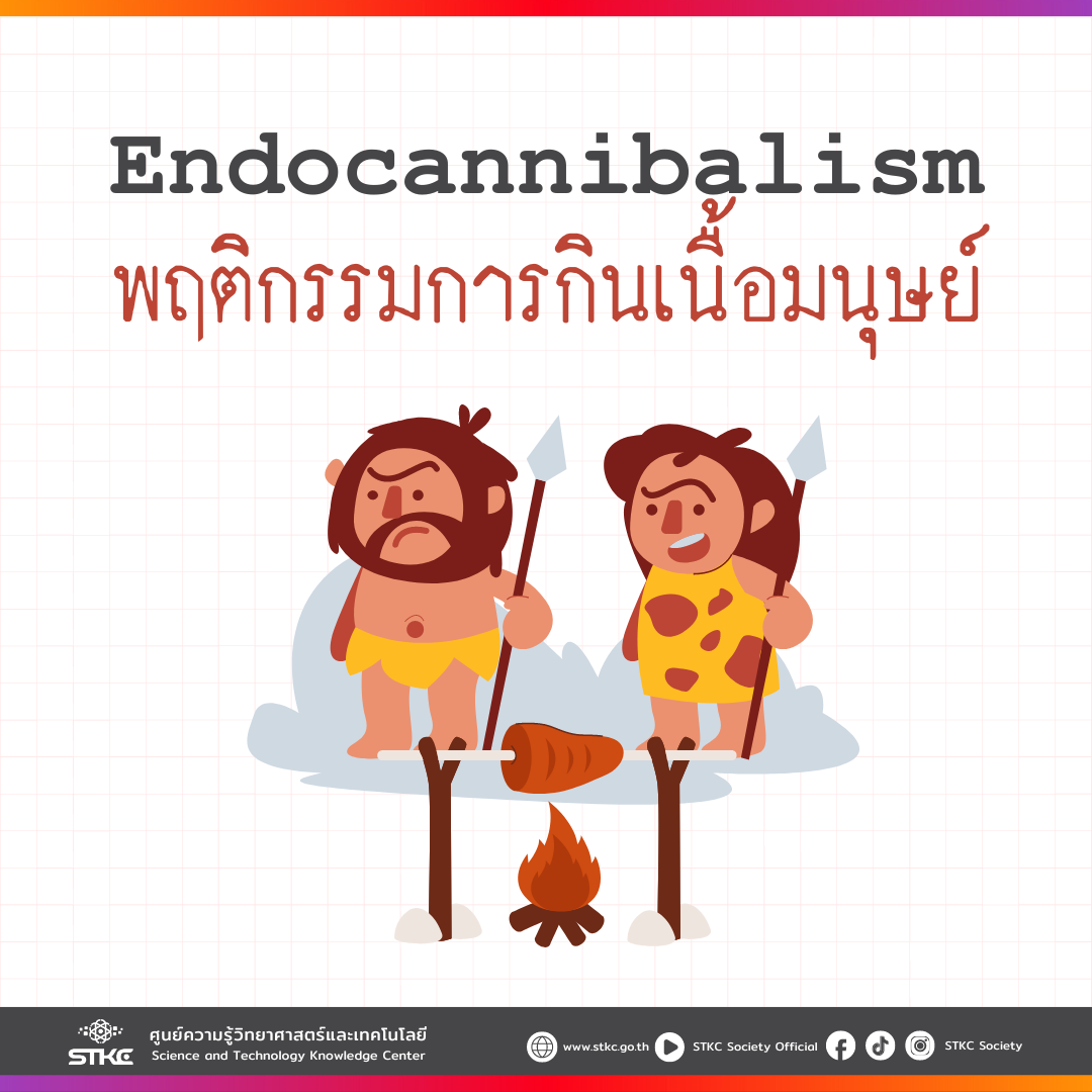 Endocannibalism  เป็นพฤติกรรมการกินเนื้อมนุษย์