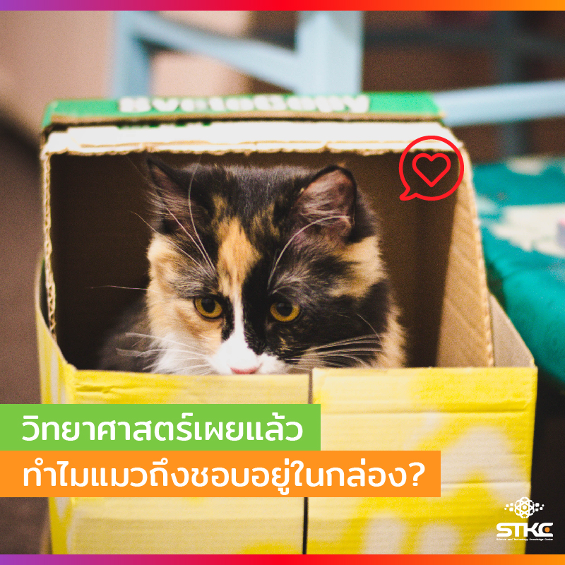 วิทยาศาสตร์เผยแล้ว ทำไมแมวชอบอยู่ในกล่อง?