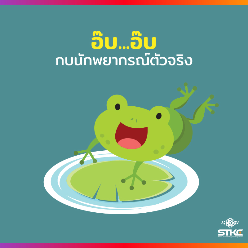 อ๊บ อ๊บ กบนักพยากรณ์ตัวจริง