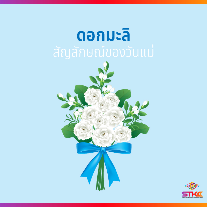 ดอกมะลิ สัญลักษณ์ของวันแม่