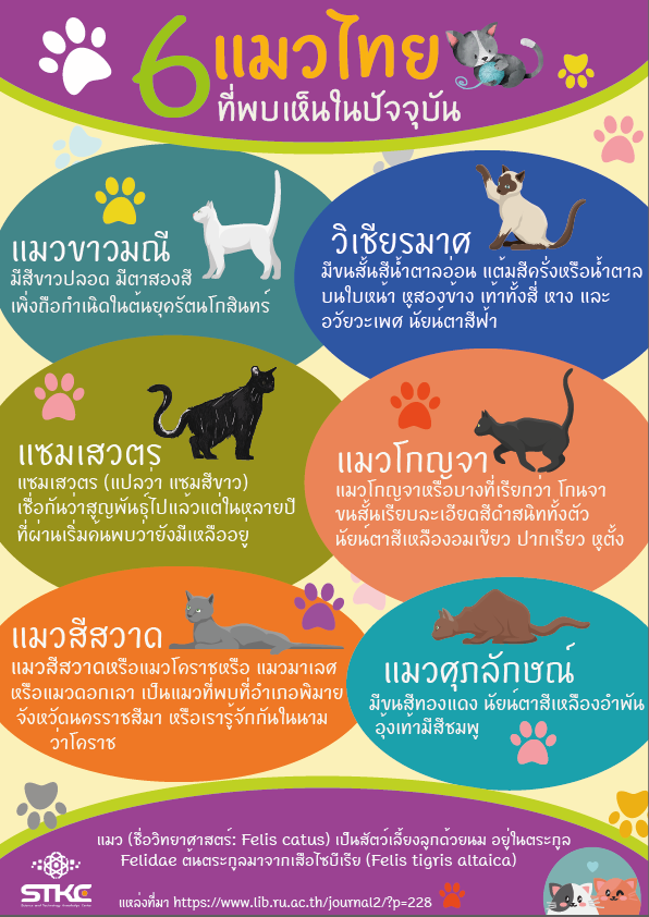 6 แมวไทยที่พบเห็นในปัจุบัน