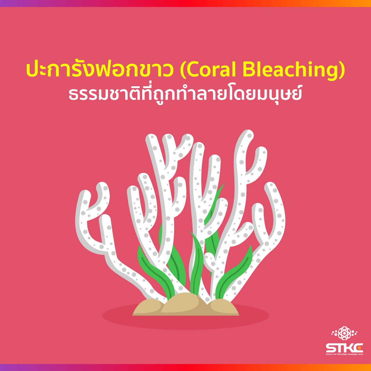 ปะการังฟอกขาว (Coral Bleaching) ธรรมชาติที่ถูกทำลายโดยมนุษย์