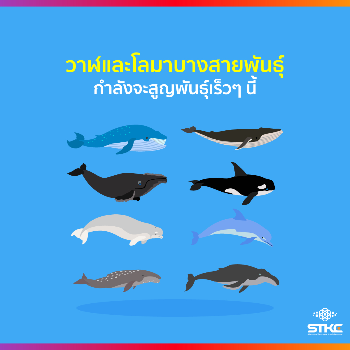 วาฬและโลมาบางสายพันธุ์กำลังจะสูญพันธุ์เร็วๆ นี้