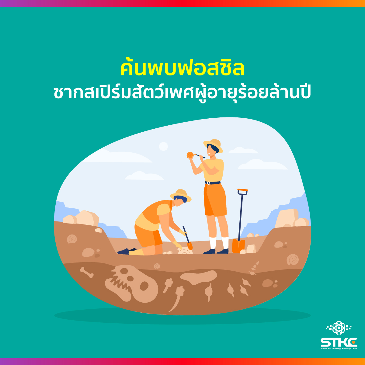 ค้นพบฟอสซิลซากสเปิร์มสัตว์เพศผู้อายุร้อยล้านปี