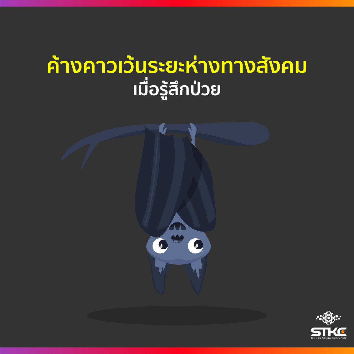 ค้างคาวเว้นระยะห่างทางสังคมเมื่อรู้สึกป่วย