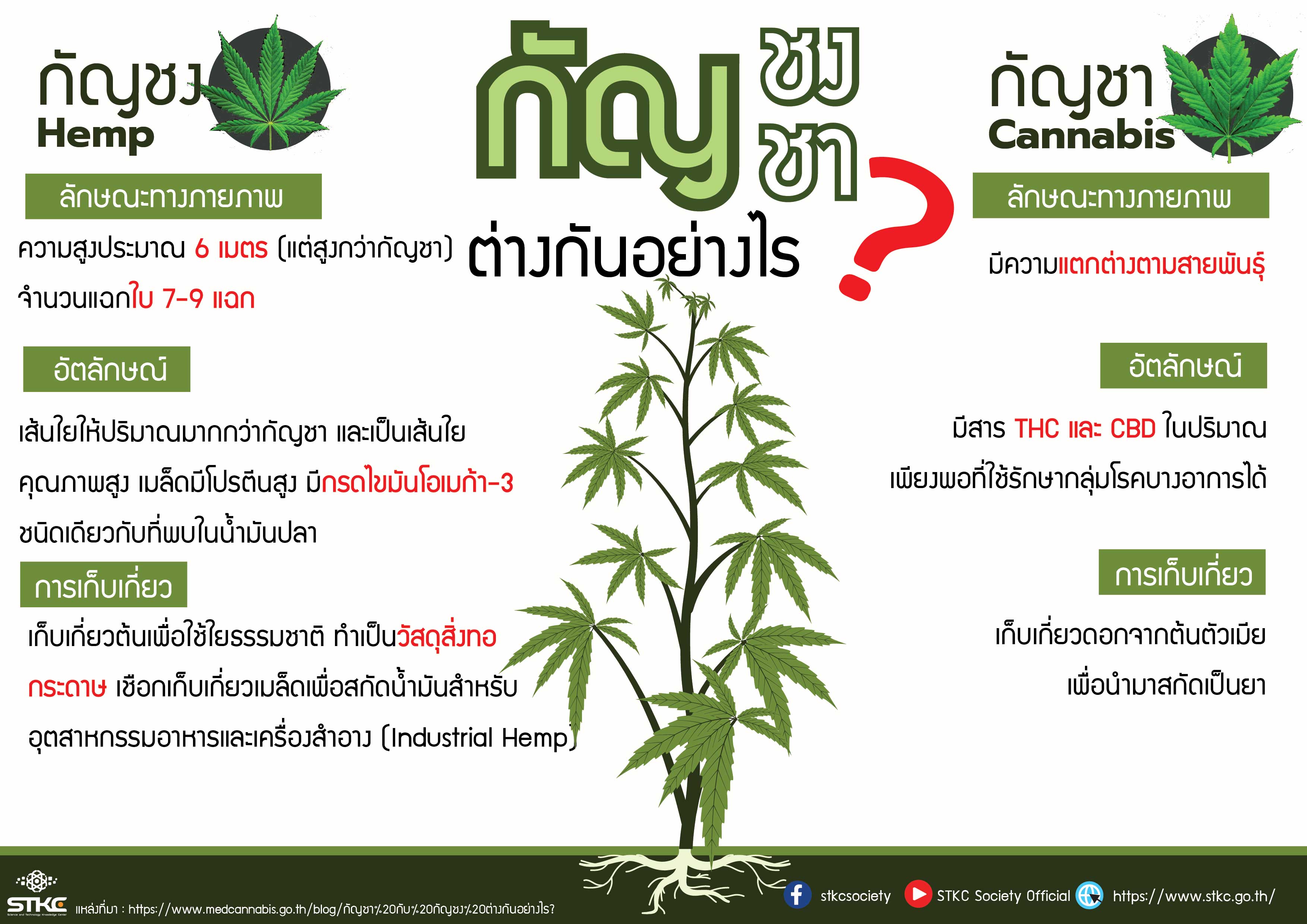 กัญชง กัญชา ต่างกันอย่างไร ?