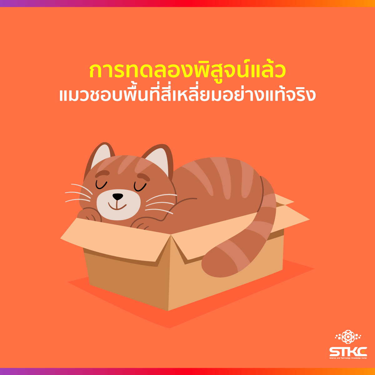 การทดลองพิสูจน์แล้ว แมวชอบพื้นที่สี่เหลี่ยมอย่างแท้จริง
