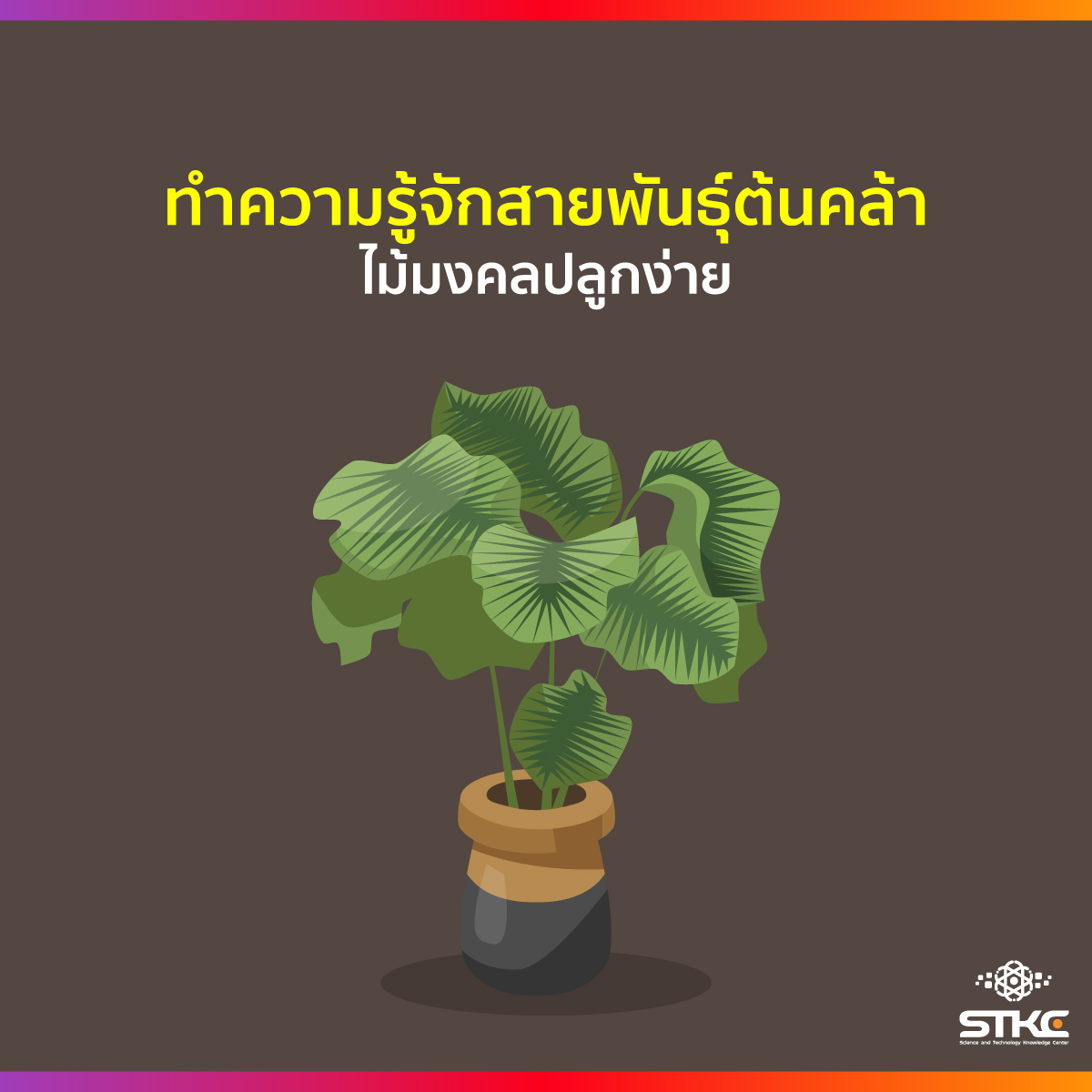 ทำความรู้จักสายพันธุ์ต้นคล้า ไม้มงคลปลูกง่าย