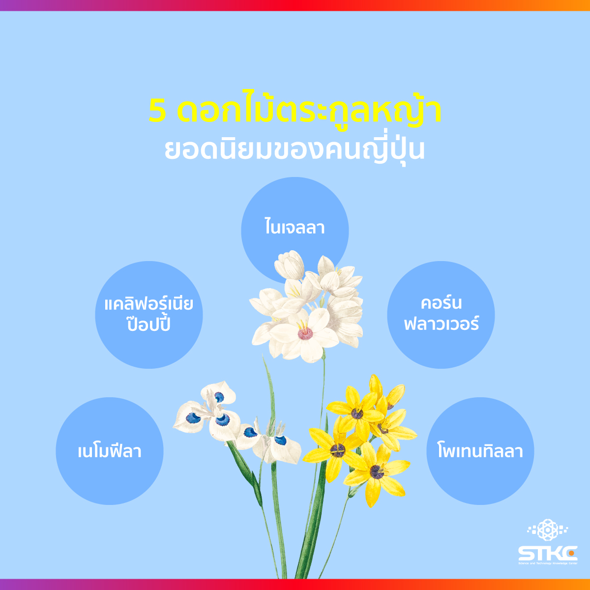 5 ดอกไม้ตระกูลหญ้ายอดนิยมของคนญี่ปุ่น