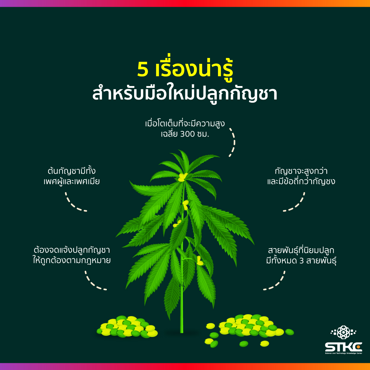 5 เรื่องน่ารู้สำหรับมือใหม่ปลูกกัญชา