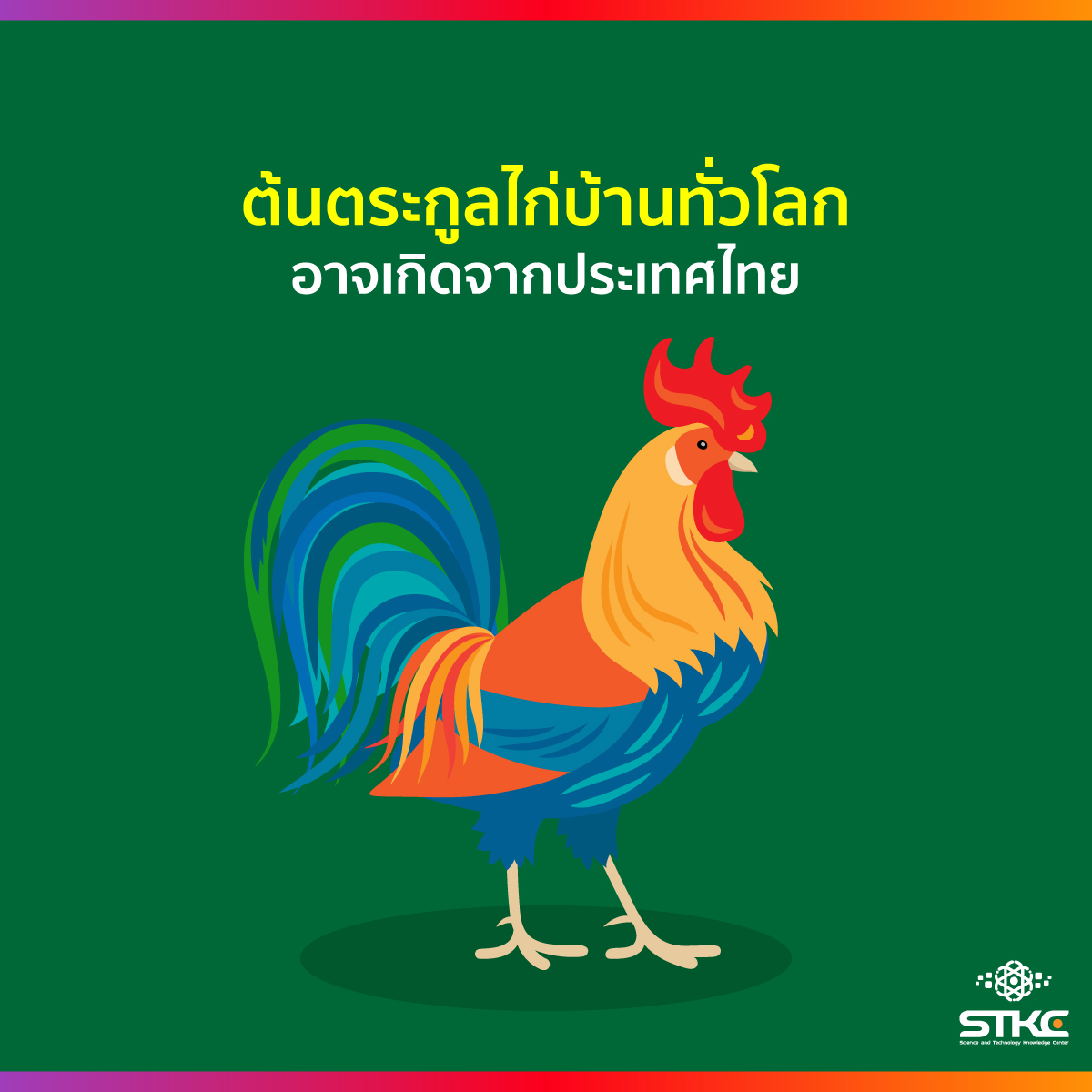 ต้นตระกูลไก่บ้านทั่วโลก อาจเกิดจากประเทศไทย