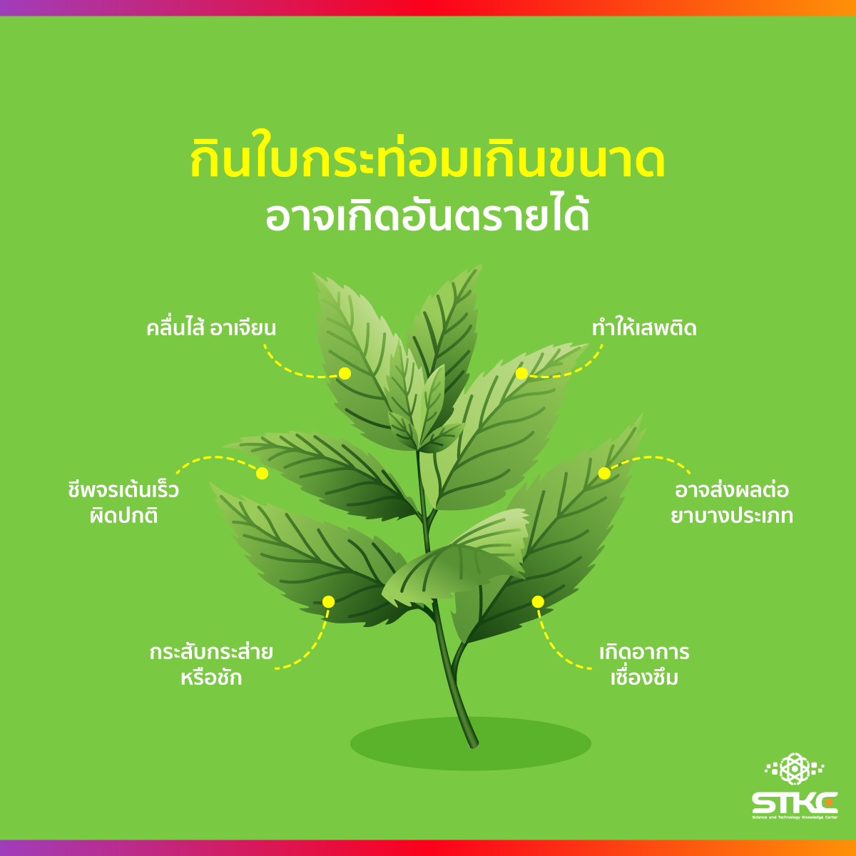 กินใบกระท่อมเกินขนาด อาจเกิดอันตรายได้