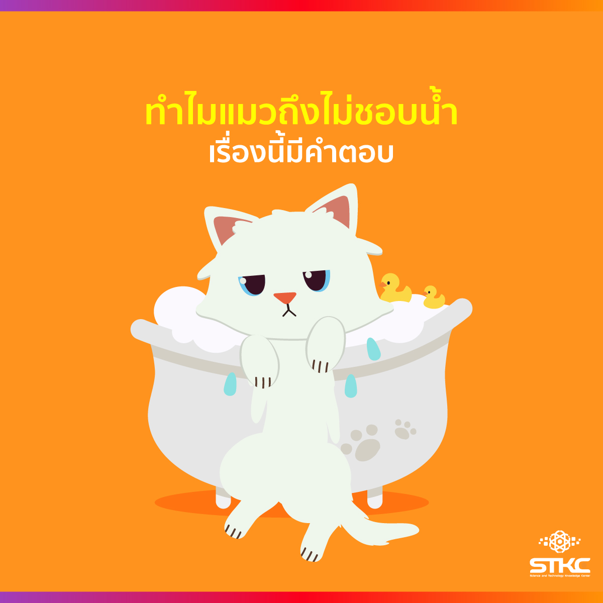 ทำไมแมวถึงไม่ชอบน้ำ เรื่องนี้มีคำตอบ