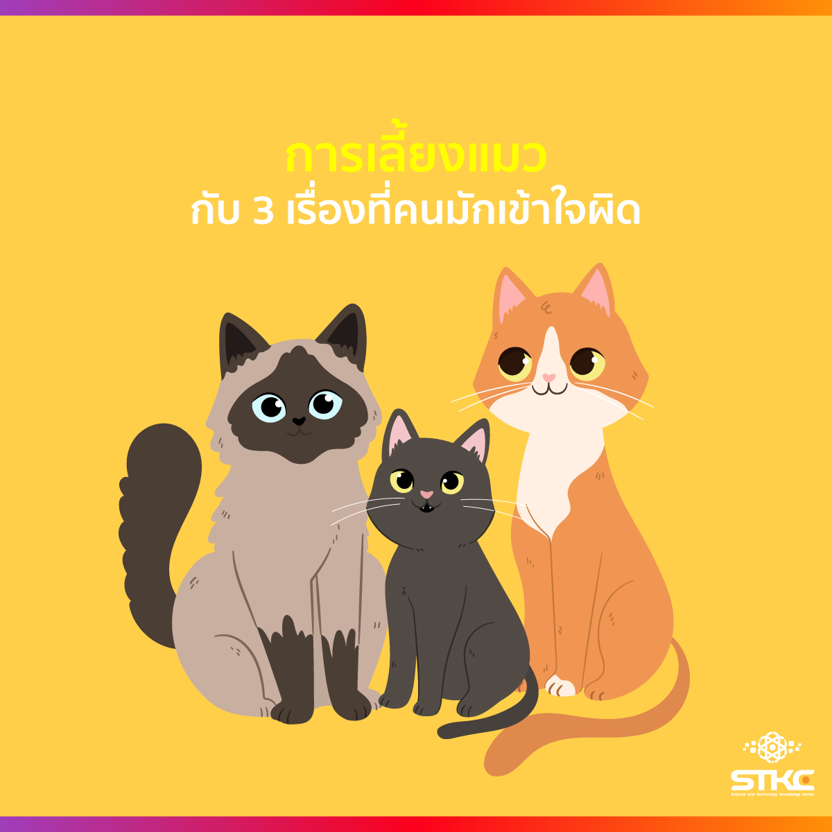 การเลี้ยงแมว กับ 3 เรื่องที่คนมักเข้าใจผิด