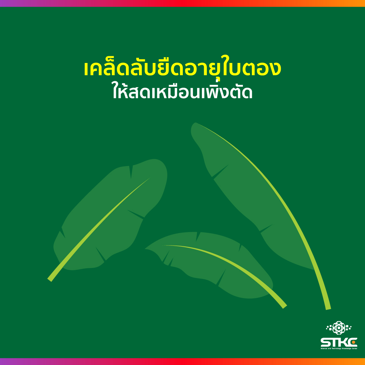 เคล็ดลับยืดอายุใบตองให้สดเหมือนเพิ่งตัด