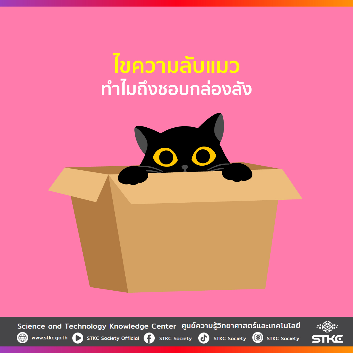 ไขความลับแมว ทำไมถึงชอบกล่องลัง