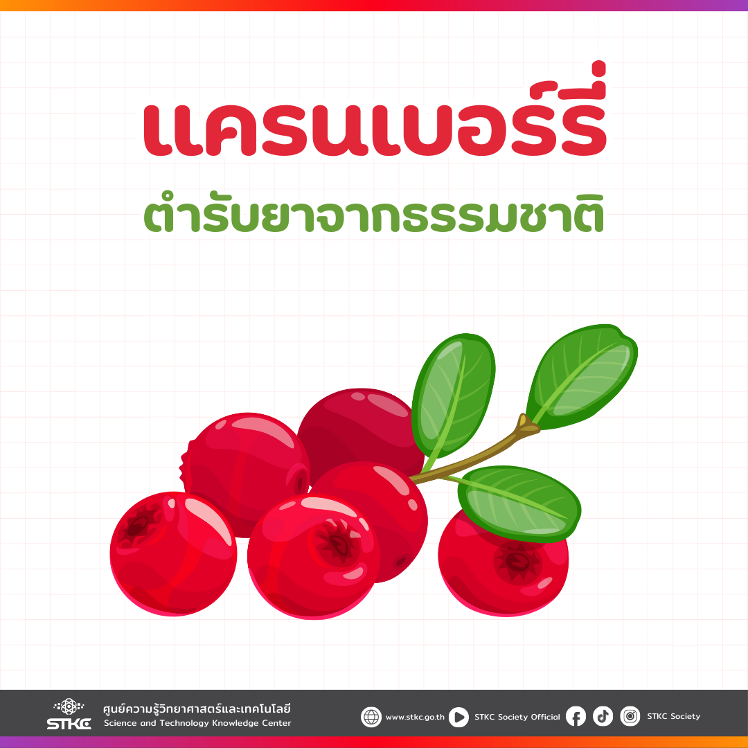 แครนเบอร์รี่ตำรับยาจากธรรมชาติ