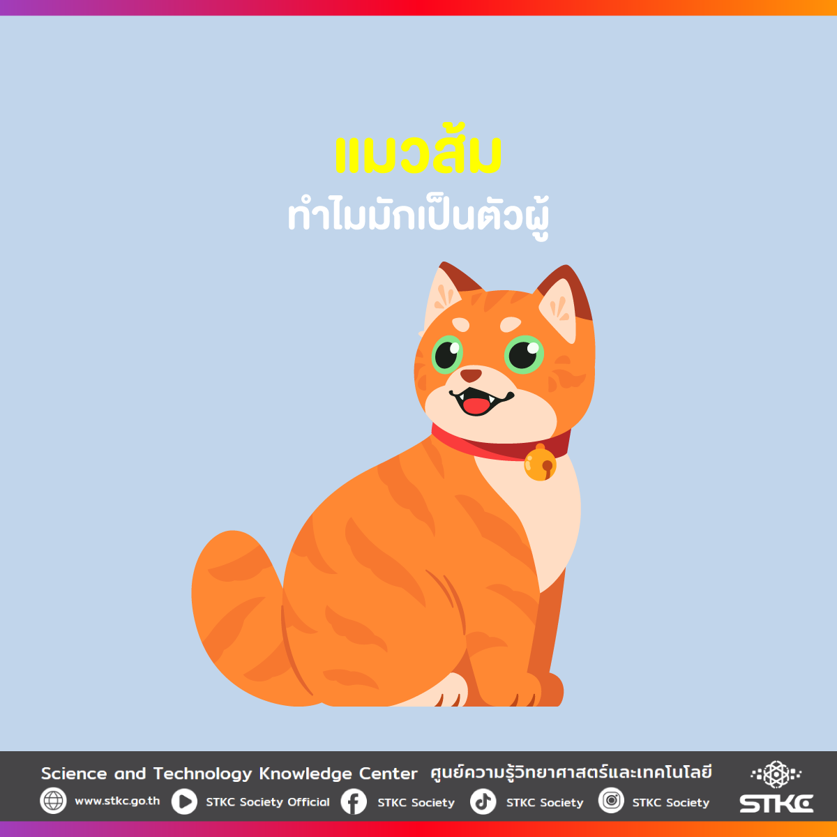 แมวส้ม ทำไมมักเป็นตัวผู้