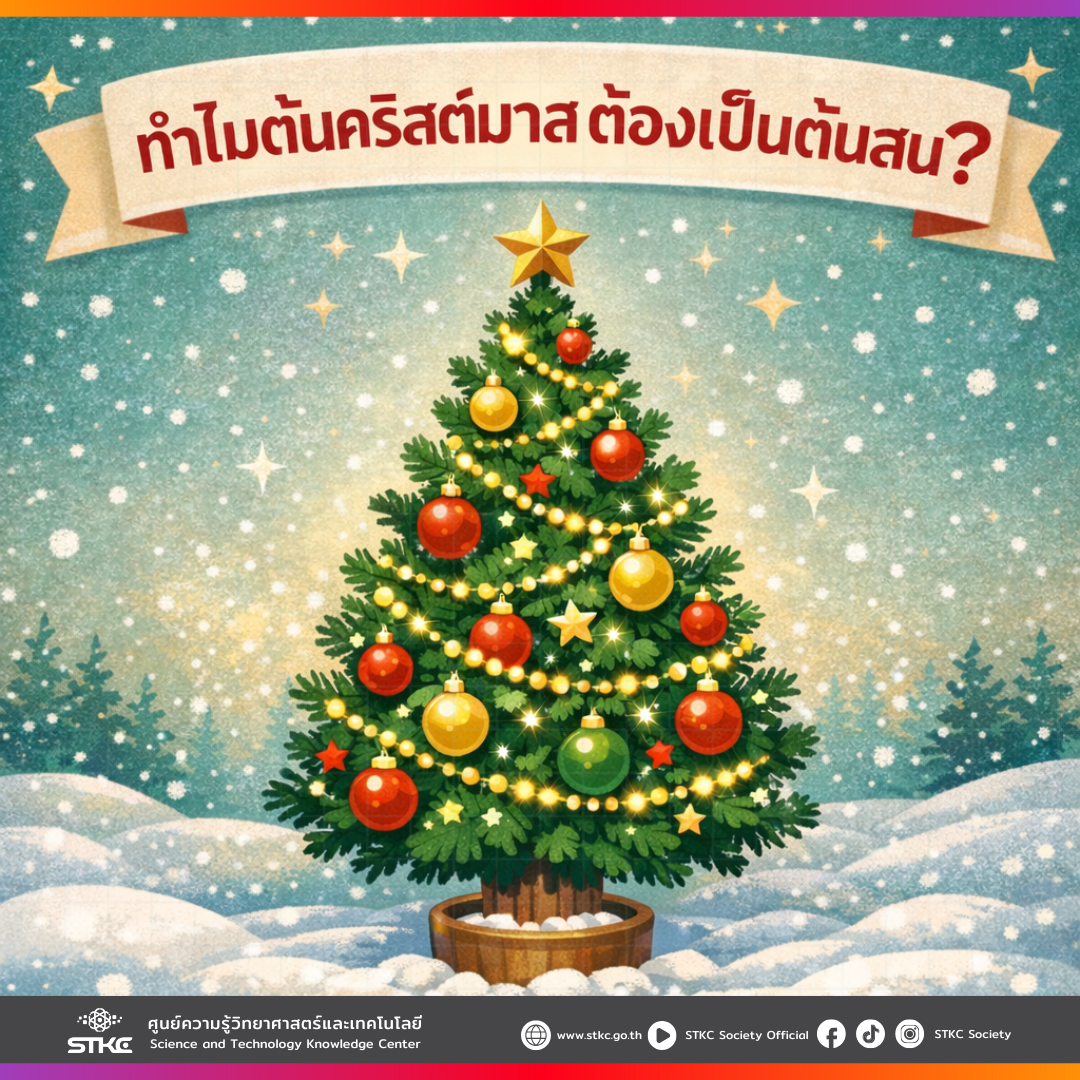 ทำไมต้นคริสต์มาสต้องเป็นต้นสน