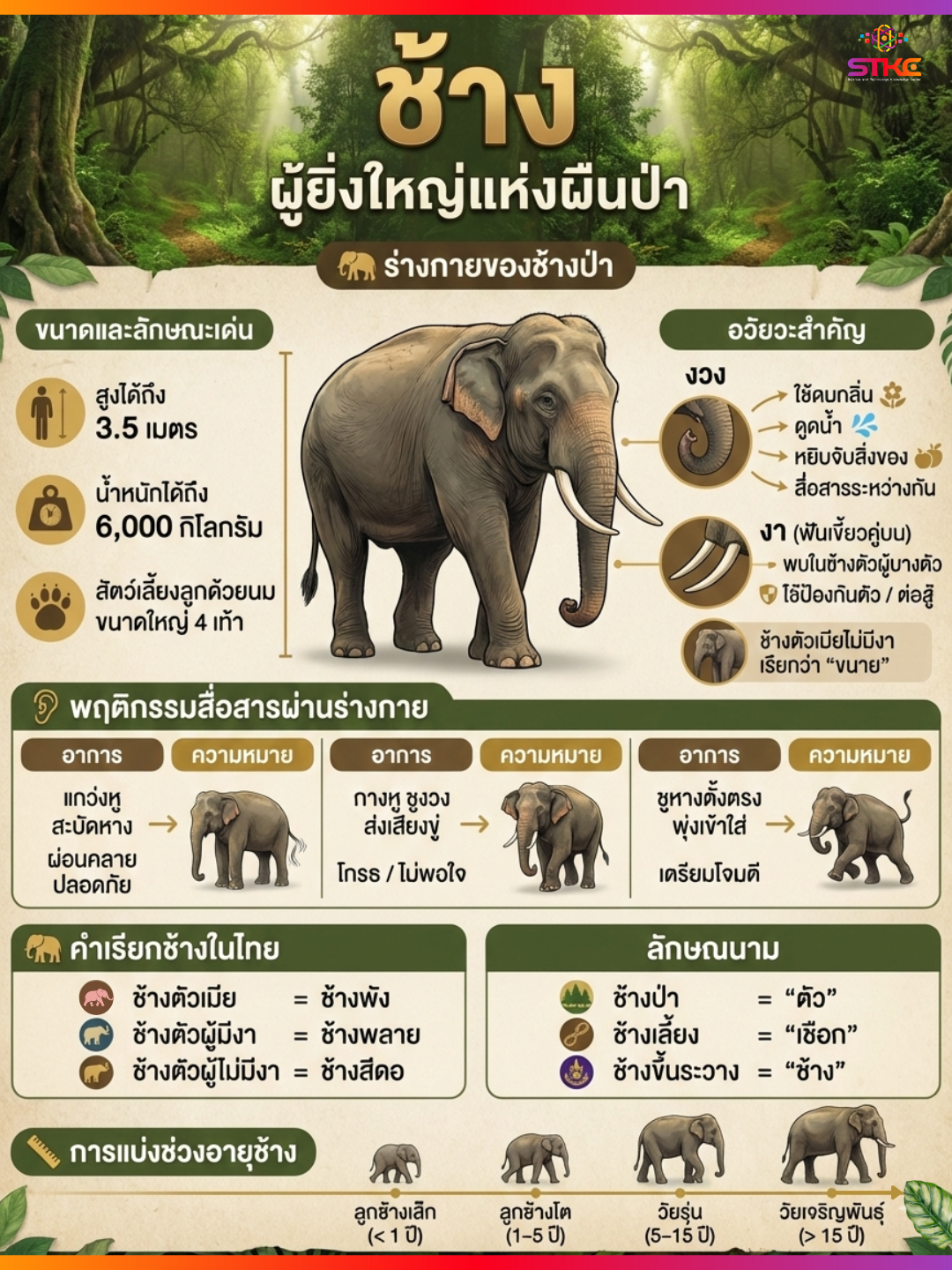 ช้าง ผู้ยิ่งใหญ่แห่งผืนป่า