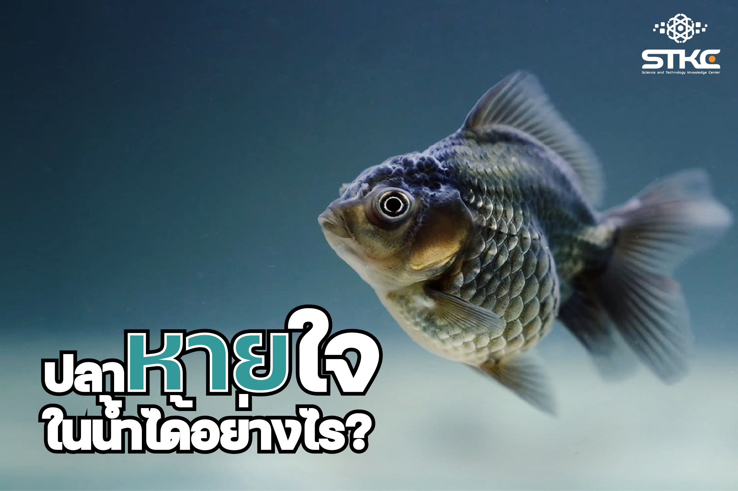 ปลาหายใจในน้ำได้อย่างไร?