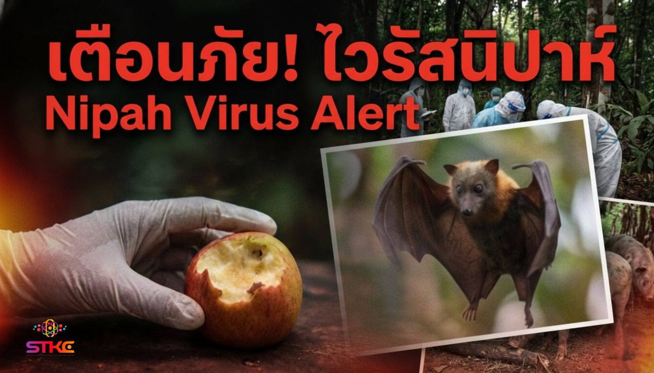 เตือนภัย! ไวรัสนิปาห์